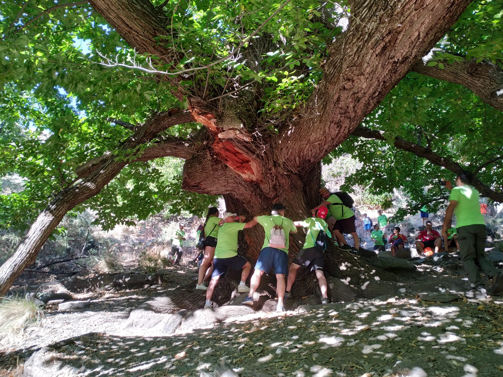 Sendero Castaño Milenario